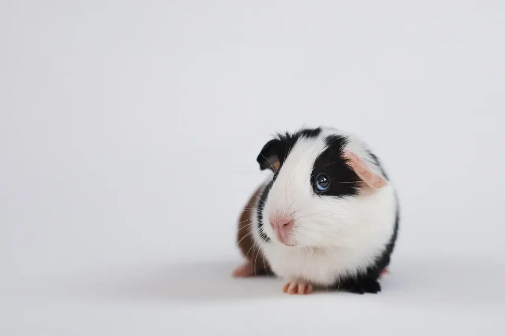 Cobaya-Cerdo-de-Guinea