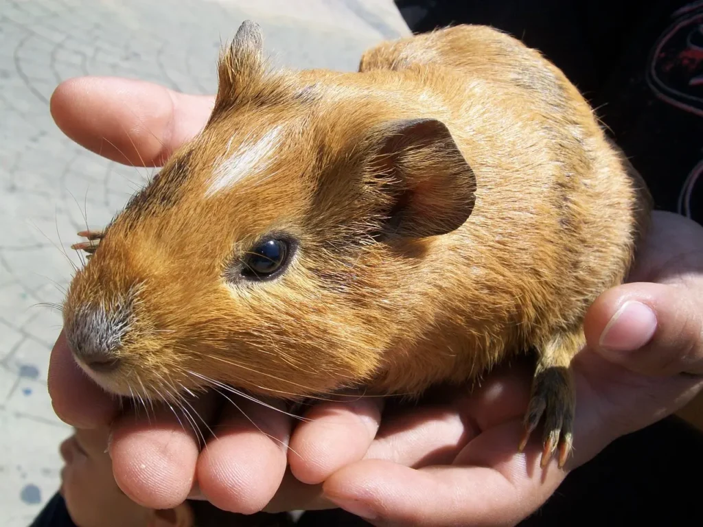 Cobaya-Cerdo-de-Guinea-2