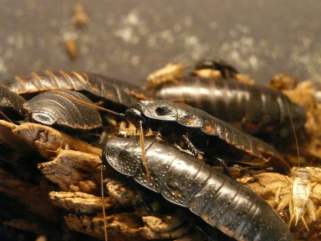 Cucaracha-silbadora-de-Madagascar-2