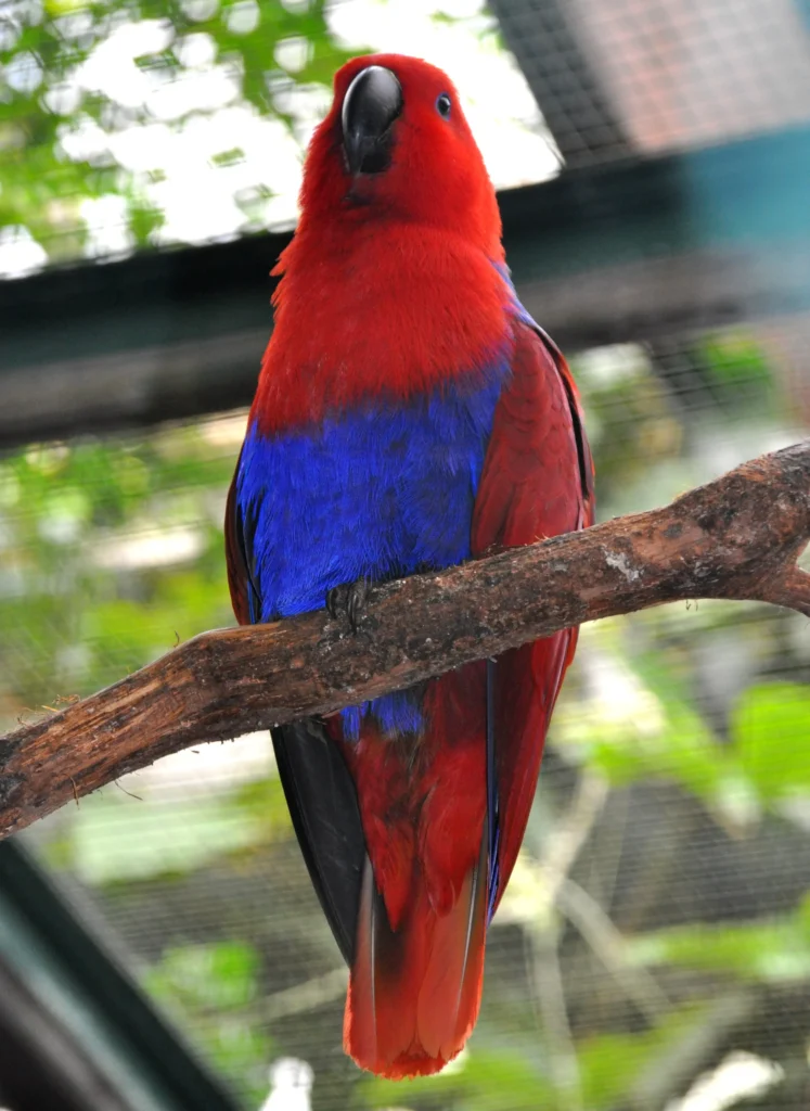 Eclectus
