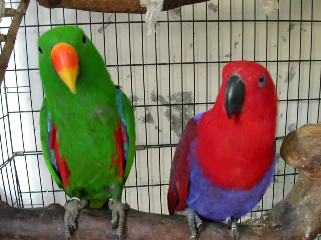 Eclectus-macho-y-hembra