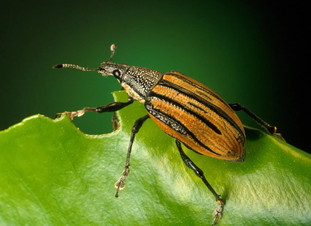Escarabajo