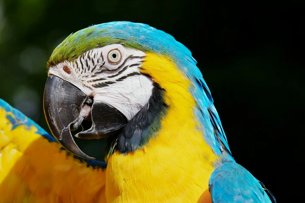 Guacamayo-2