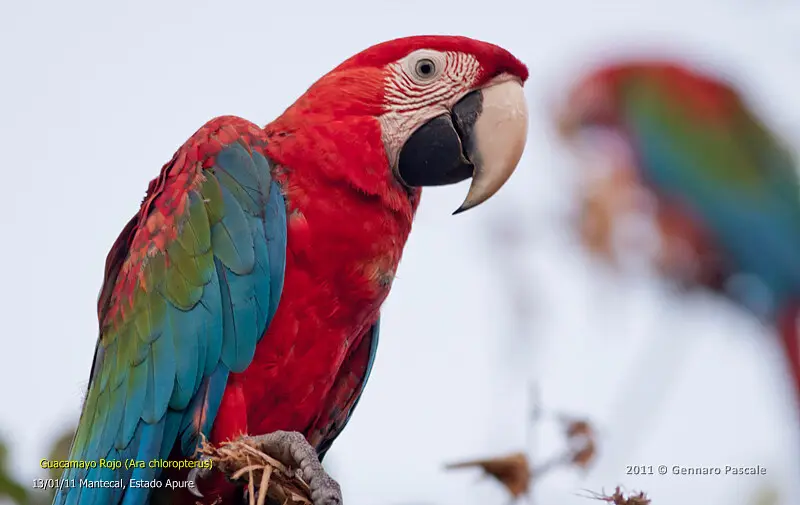 Guacamayo