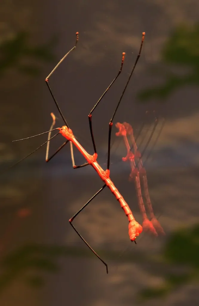 Insecto-palo