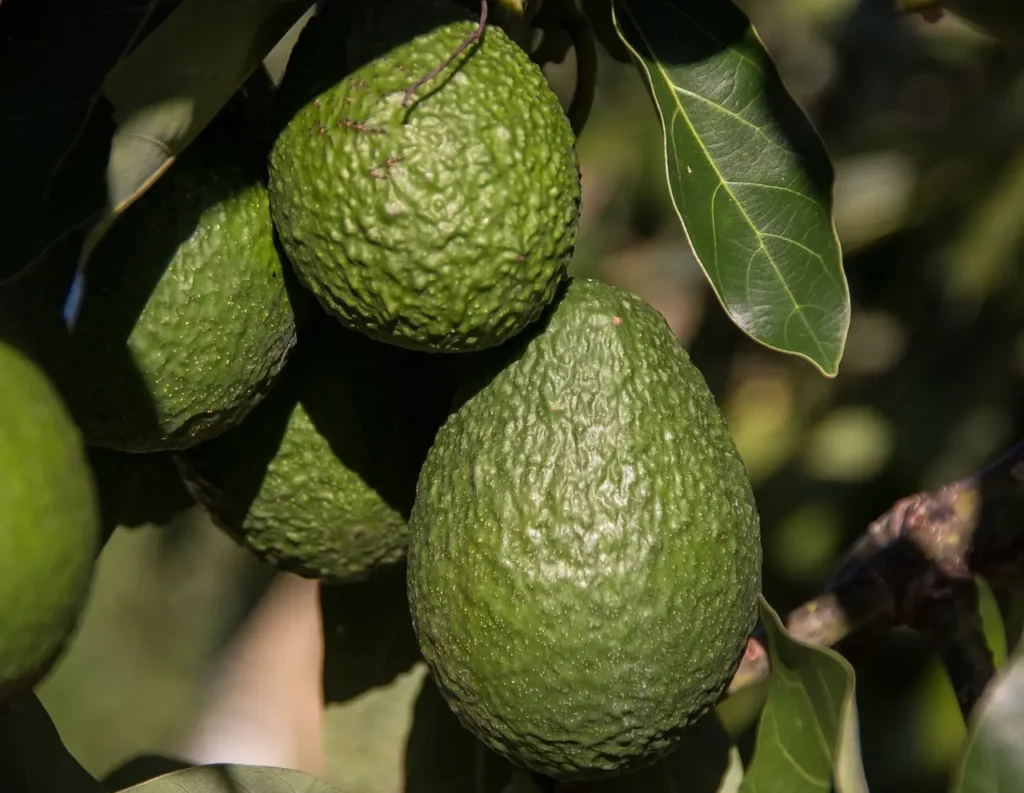 La-cacatúa-no-puede-comer-aguacate