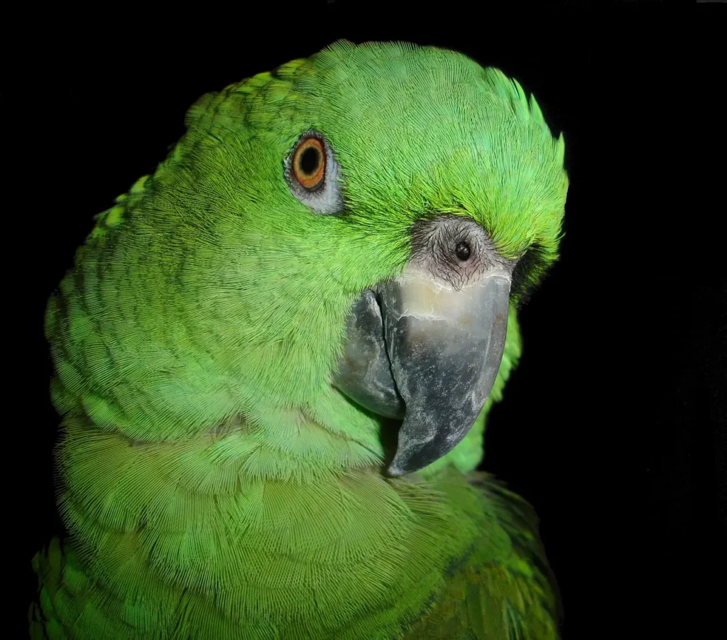 Loro-Amazona