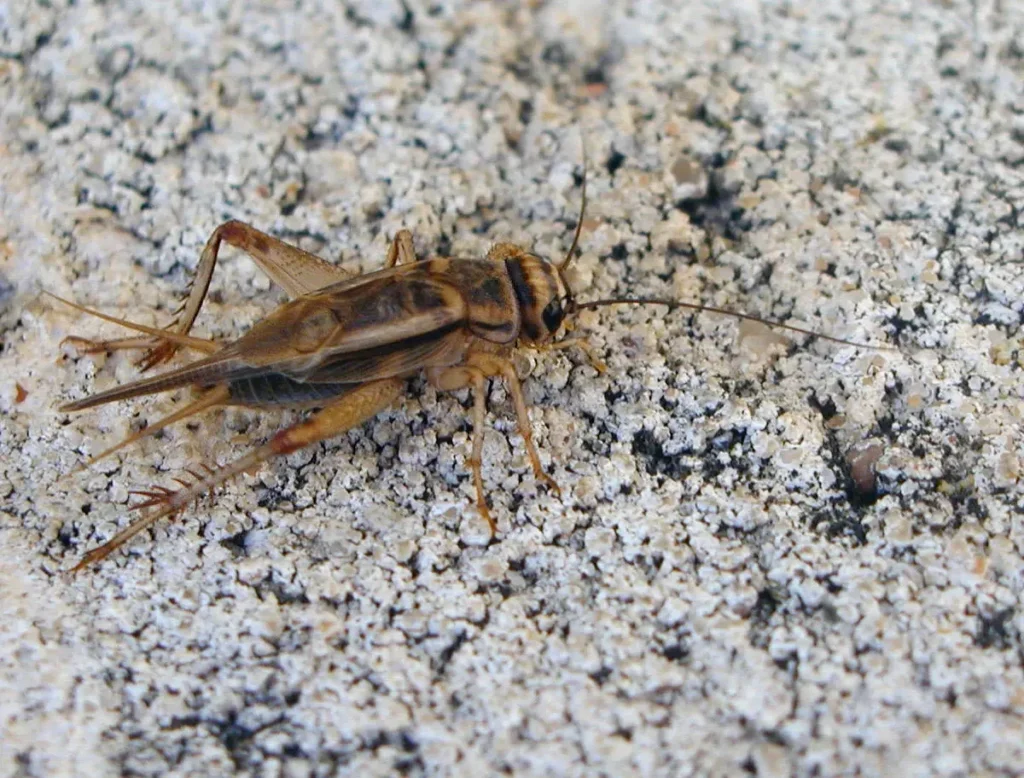 Grillo-Domestico-2