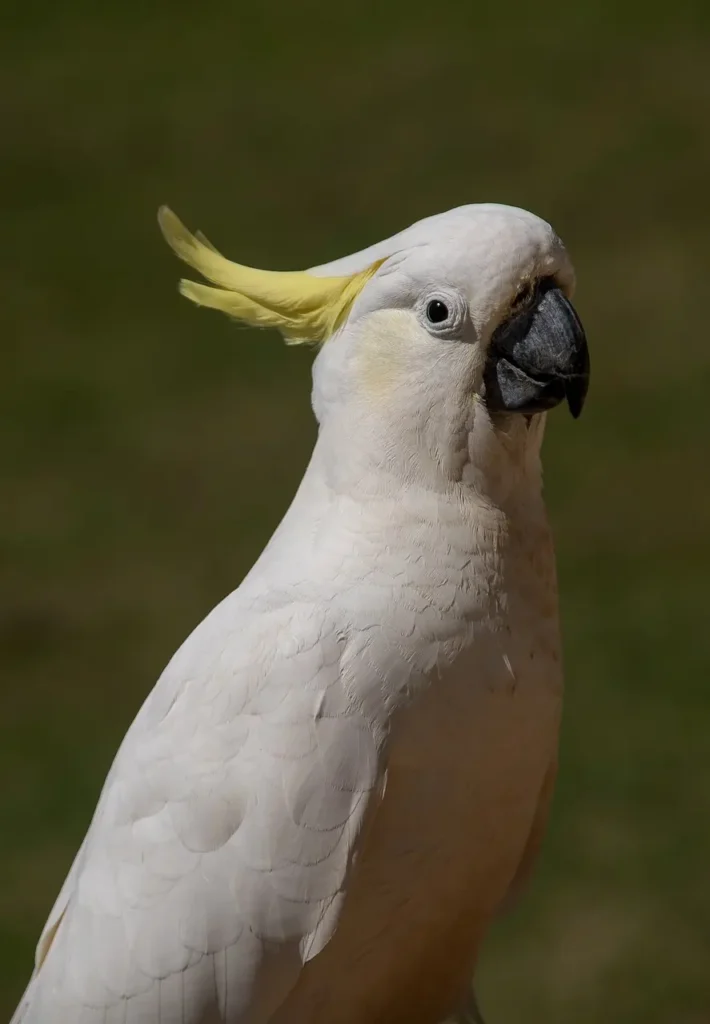 cacatúa-blanca-2