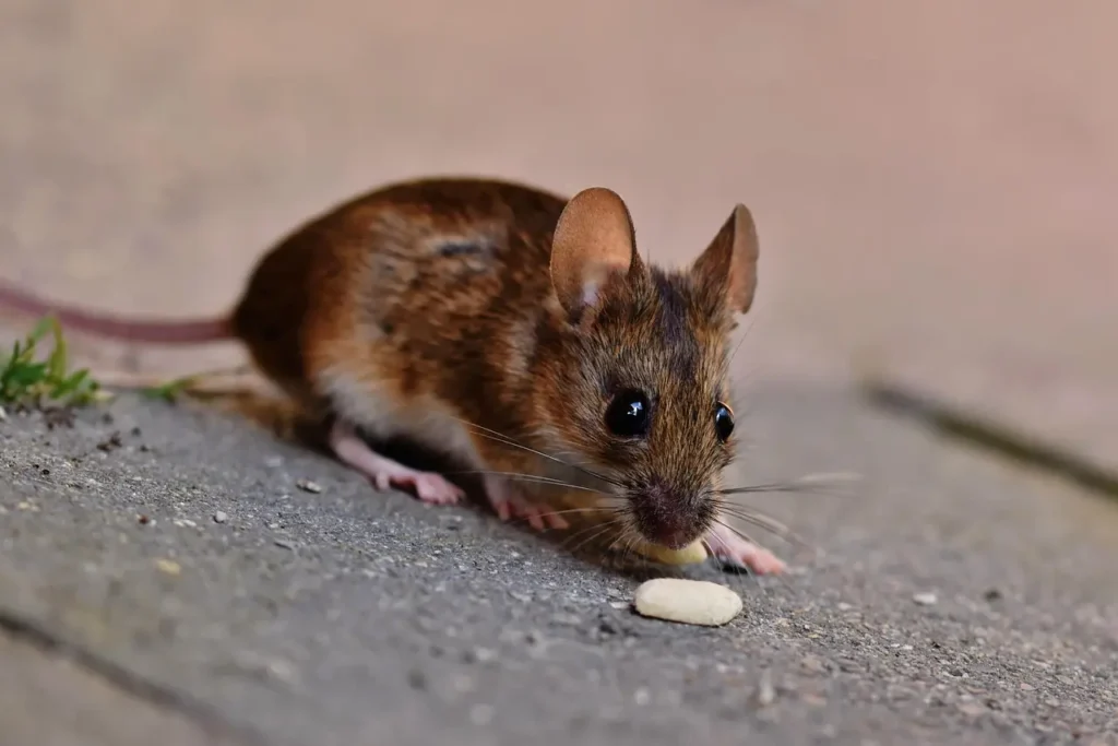 Ratón-Doméstico