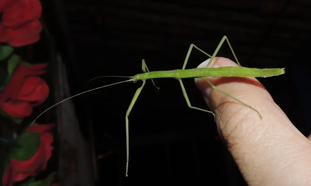 Insecto-palo
