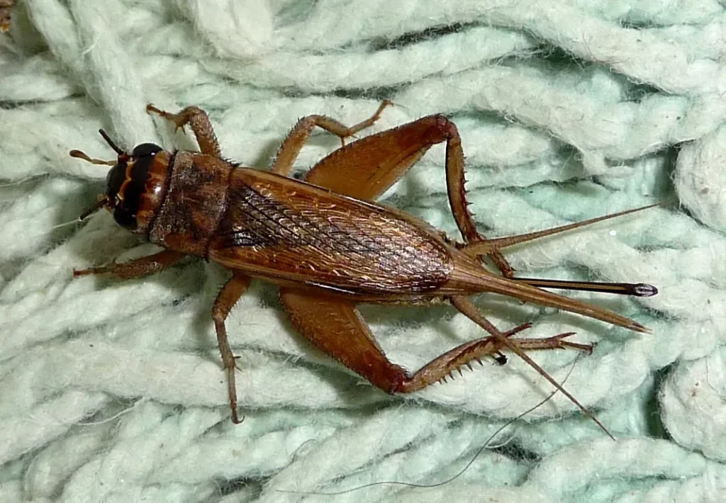 acheta-domesticus-gryllidae-female-flickr-gailhampshire