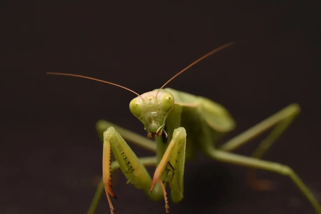 mantis-religiosa